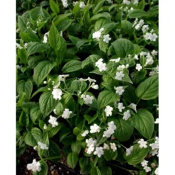 Vårkærminde 'Alba' Omphalodes Verna 'Alba' 10 Cm. Potte -Tilbud Lys Haven Butik mi1598 omphalodes verna alba 9603