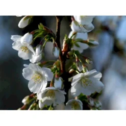 Prydkirsebær 'Umineko' Prunus Sachalinensis 'Umineko' Stammehøjde Ca. 180-200. + Krone,- Omkreds 14-16cm. Med Klump.