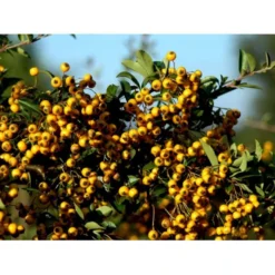 Ildtorn 'Soleil D'Or' Pyracantha Coccinea 'soleil D'Or' 3,5 Liter Potte -Tilbud Lys Haven Butik mi16032 pyracantha soleil d or 8eba