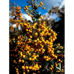 Ildtorn 'Soleil D'Or' Pyracantha Coccinea 'soleil D'Or' 3,5 Liter Potte -Tilbud Lys Haven Butik mi16032 pyracantha soleil d or e034