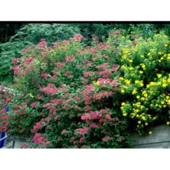 Spiræa 'Anthony Waterer' Spiraea X Bumalda 'Anthony Waterer' Potte 3,0 Liter,- 30-40 Cm. -Tilbud Lys Haven Butik mi16194 spiraea japonica anthony waterer 9039