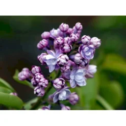 'Michel Büchner' Syringa Vul. 'Michel Büchner' (storblomstrende) Med Klump,- 150-175 Cm. -Tilbud Lys Haven Butik mi16316 syringa vulgaris michel buchner 180e