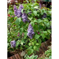 'Michel Büchner' Syringa Vul. 'Michel Büchner' (storblomstrende) Med Klump,- 150-175 Cm. -Tilbud Lys Haven Butik mi16316 syringa vulgaris michel buchner 2306