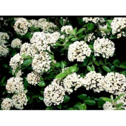 Duft-snebolle (vintergrøn) Viburnum X Burkwoodii Solitær Busk 150-175 Cm. Høj,- 100-150 Cm. Bred., Med Trådklump -Tilbud Lys Haven Butik mi16391 viburnum burkwoodii 373e