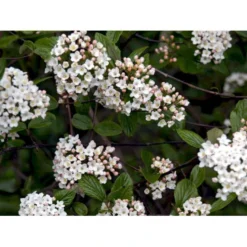 Duft-snebolle (vintergrøn) Viburnum X Burkwoodii Solitær Busk 150-175 Cm. Høj,- 100-150 Cm. Bred., Med Trådklump -Tilbud Lys Haven Butik mi16391 viburnum burkwoodii 64ff