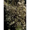 Kejserbusk Viburnum Farreri Med Klump,- 125-150 Cm.
