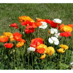 Sibirisk Valmue Papaver Nudicaule 'Gartenzwerg' 10 Cm. Potte -Tilbud Lys Haven Butik mi1640 papaver nudicaule gartenzwerg 3fd0