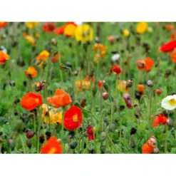 Sibirisk Valmue Papaver Nudicaule 'Gartenzwerg' 10 Cm. Potte -Tilbud Lys Haven Butik mi1640 papaver nudicaule gartenzwerg caa1