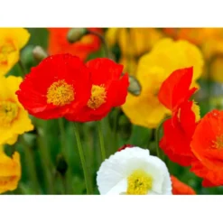 Sibirisk Valmue Papaver Nudicaule 'Gartenzwerg' 10 Cm. Potte -Tilbud Lys Haven Butik mi1640 papaver nudicaule gartenzwerg e152