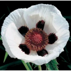 Kæmpevalmue Papaver Orientale 'Royal Wedding' 1 Liter Potte -Tilbud Lys Haven Butik mi1643 papaver orientale royal wedding 412f