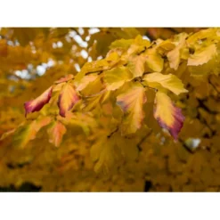 Papegøjebusk Parrotia Persica Med Klump,- 150-175 Cm. -Tilbud Lys Haven Butik mi1645 parrotia persica cb03