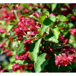 Klokkebusk 'Red Prince' Weigela Hybrid 'Red Prince' Potte 2,0 Liter,- 40-60 Cm. -Tilbud Lys Haven Butik mi16466 weigela red prince 31b7