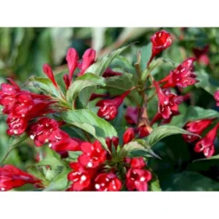 Klokkebusk 'Red Prince' Weigela Hybrid 'Red Prince' Potte 2,0 Liter,- 40-60 Cm. -Tilbud Lys Haven Butik mi16466 weigela red prince 7dbb