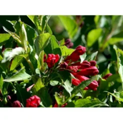 Klokkebusk 'Red Prince' Weigela Hybrid 'Red Prince' Potte 2,0 Liter,- 40-60 Cm. -Tilbud Lys Haven Butik mi16466 weigela red prince e8bd