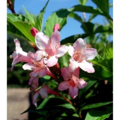 Klokkebusk 'Styriaca' Weigela Hybrid 'Styriaca' Potte 6,5 Liter 60-80 Cm. 8 Klokkebusk 'Styriaca' Weigela Hybrid 'Styriaca' Potte 6,5 Liter 60-80 Cm. -Tilbud Lys Haven Butik mi16470 weigela styriaca 259b