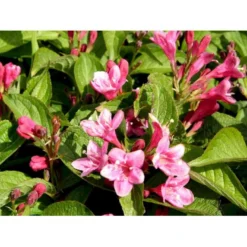 Klokkebusk 'Styriaca' Weigela Hybrid 'Styriaca' Potte 6,5 Liter 60-80 Cm. 7 Klokkebusk 'Styriaca' Weigela Hybrid 'Styriaca' Potte 6,5 Liter 60-80 Cm. -Tilbud Lys Haven Butik mi16470 weigela styriaca 97f2