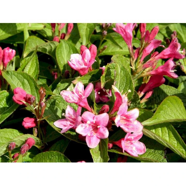 Klokkebusk 'Styriaca' Weigela Hybrid 'Styriaca' Potte 6,5 Liter 60-80 Cm. 3 Klokkebusk 'Styriaca' Weigela Hybrid 'Styriaca' Potte 6,5 Liter 60-80 Cm. - Billede 3