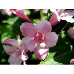 Klokkebusk 'Styriaca' Weigela Hybrid 'Styriaca' Potte 6,5 Liter 60-80 Cm. 9 Klokkebusk 'Styriaca' Weigela Hybrid 'Styriaca' Potte 6,5 Liter 60-80 Cm. -Tilbud Lys Haven Butik mi16470 weigela styriaca ae6a