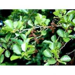 Rødel Alnus Glutinosa Heister 175-200 Cm. Med Potte