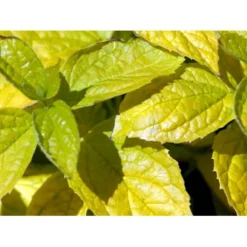 Uægte Jasmin 'Aureus' Philadelphus Caucasicus 'Aureus' 5 Liter Potte -Tilbud Lys Haven Butik mi1652 philadelphus caucasicus aureus fa8c