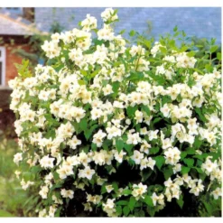 Uægte Jasmin 'Belle Etoile' Philadelphus Lemoinei 'Belle Etoile' Med Klump,- 125-150 Cm. -Tilbud Lys Haven Butik mi1655 philadelphus lemoinei belle etoile 6fc4