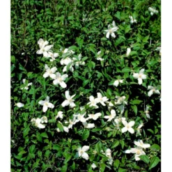 Uægte Jasmin 'Silberregen' Philadelphus Purpureomacu 'Silberregen' 3,5 Liter Potte -Tilbud Lys Haven Butik mi1657 philadelphus purpureomacu silberregen 9557