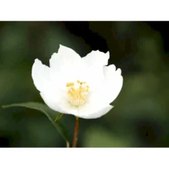 Uægte Jasmin 'Silberregen' Philadelphus Purpureomacu 'Silberregen' 3,5 Liter Potte