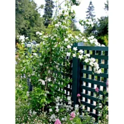 Uægte Jasmin 'Virginalis' Philadelphus 'Virginalis' Med Klump,- 150-175 Cm.