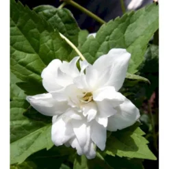 Uægte Jasmin 'Schneesturm' Philadelphus Virginalis 'Schneesturm' Med Klump,- 150-175 Cm. -Tilbud Lys Haven Butik mi1660 philadelphus virginalis schneesturm d3a5