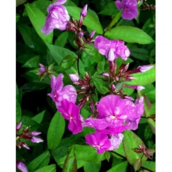 Høstfloks 'Amethyst' Phlox Paniculata 'Amethyst' Bakke Med 12 Stk. -Tilbud Lys Haven Butik mi1666 phlox paniculata amethyst 563d