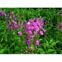 Høstfloks 'Amethyst' Phlox Paniculata 'Amethyst' Bakke Med 12 Stk. -Tilbud Lys Haven Butik mi1666 phlox paniculata amethyst 75dc