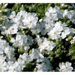 Lyngfloks 'Maischnee' Phlox Subulata 'Maischnee' 10 Cm. Potte