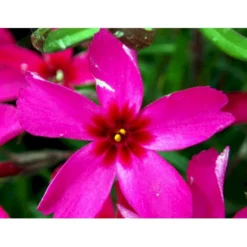 Lyngfloks Phlox Subulata 'Scarlet Flame' 10 Cm. Potte -Tilbud Lys Haven Butik mi1677 phlox subulata scarlet flame 84dc