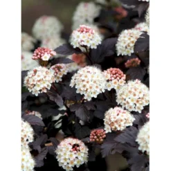 Blærespiræa 'Diabolo' Physocarphus Op. 'Diabolo' Solitær Busk 150-200 Cm. - Med Klump -Tilbud Lys Haven Butik mi1688 physocarpus opulifolius diabolo r 0c5e