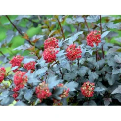 Blærespiræa 'Diabolo' Physocarphus Op. 'Diabolo' Solitær Busk 150-200 Cm. - Med Klump -Tilbud Lys Haven Butik mi1688 physocarpus opulifolius diabolo r 7745