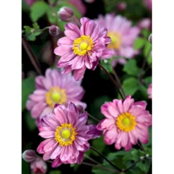 Høstanemone 'Pamina' Anemone Japonica 'Pamina' 1 Liter Potte