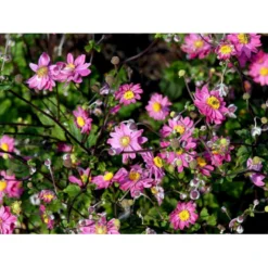 Høstanemone 'Pamina' Anemone Japonica 'Pamina' 1 Liter Potte -Tilbud Lys Haven Butik mi183 anemone x hybrida pamina 9442