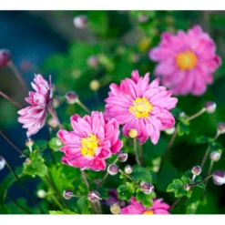 Høstanemone 'Pamina' Anemone Japonica 'Pamina' 1 Liter Potte -Tilbud Lys Haven Butik mi183 anemone x hybrida pamina a8a9