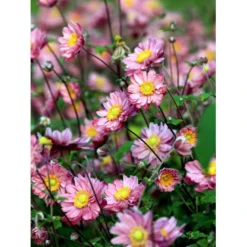 Høstanemone 'Pamina' Anemone Japonica 'Pamina' 1 Liter Potte -Tilbud Lys Haven Butik mi183 anemone x hybrida pamina bffb