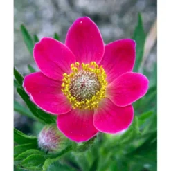 Anemone 'Rubra' Anemone Multifida 'Rubra' 1 Liter Potte -Tilbud Lys Haven Butik mi184 anemone multifida rubra 2aa2