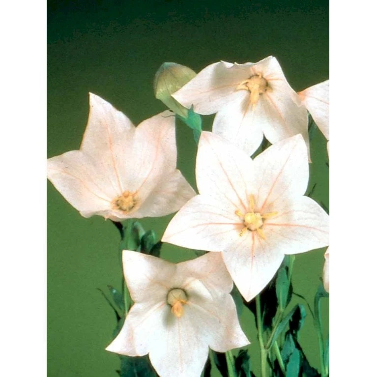 Ballonklokke 'Fuji Pink' Platycodon Grandiflorus 'Fuji Pink' 10 Cm. Potte 1 Ballonklokke 'Fuji Pink' Platycodon Grandiflorus 'Fuji Pink' 10 Cm. Potte