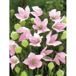 Ballonklokke 'Fuji Pink' Platycodon Grandiflorus 'Fuji Pink' 10 Cm. Potte 5 Ballonklokke 'Fuji Pink' Platycodon Grandiflorus 'Fuji Pink' 10 Cm. Potte -Tilbud Lys Haven Butik mi1851 platycodon grandiflorus fuji pink dcd6