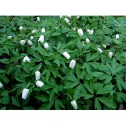 Skovanemone Anemone Nemorosa 10 Cm. Potte -Tilbud Lys Haven Butik mi185 anemone nemorosa f4c2