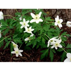 Skovanemone Anemone Nemorosa 10 Cm. Potte -Tilbud Lys Haven Butik mi185 anemone nemorosa fd6f