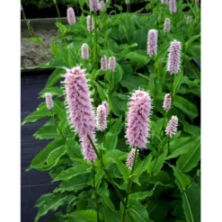 Slangeurt 'Superba' Persicaria Bistorta 'Superba' 1 Liter Potte -Tilbud Lys Haven Butik mi1869 persicaria bistorta superba 6d93