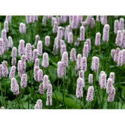 Slangeurt 'Superba' Persicaria Bistorta 'Superba' 1 Liter Potte -Tilbud Lys Haven Butik mi1869 persicaria bistorta superba 9902