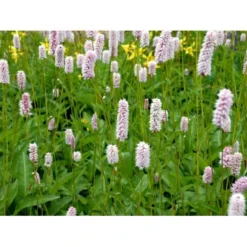 Slangeurt 'Superba' Persicaria Bistorta 'Superba' 1 Liter Potte -Tilbud Lys Haven Butik mi1869 persicaria bistorta superba d2da