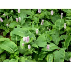 Slangeurt 'Superba' Persicaria Bistorta 'Superba' 1 Liter Potte -Tilbud Lys Haven Butik mi1869 persicaria bistorta superba d33d