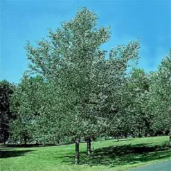 Sølvpoppel 'Nivea' Populus Alba 'Nivea' Potte 10 Liter 200-250 Cm.