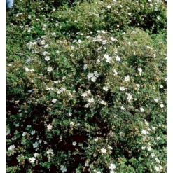 Buskpotentil 'Abbotswood' Potentilla Fruticosa 'Abbotswood' Potte 2,0 Liter,- 25-30 Cm. -Tilbud Lys Haven Butik mi1897 potentilla fruticosa abbotswood 8756